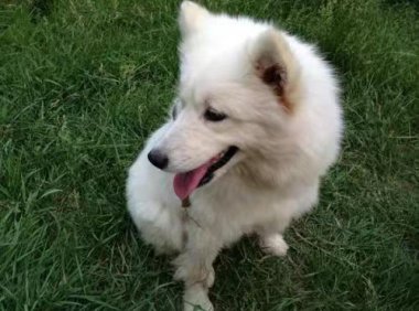 萨摩耶如何训练,四个要点把我好