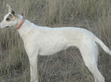 怎么训练狗打猎?关键就在于合适的方法