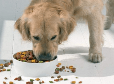 成犬金毛吃什么狗粮好?为了那顺畅的被毛可以这样喂