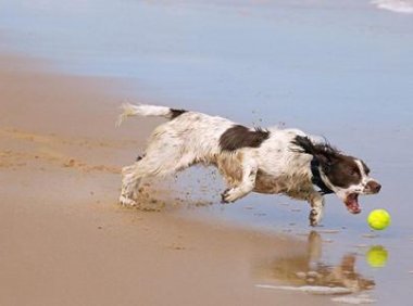 史宾格犬的智商,决定了它们的地位
