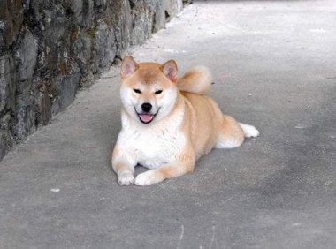 五部关于狗的感人电影，有哪些令你潸然泪下过！