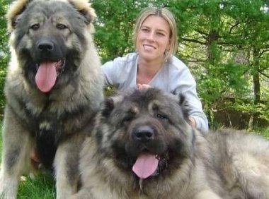 高加索犬能长多少斤?看看这些大个子是怎么长成的