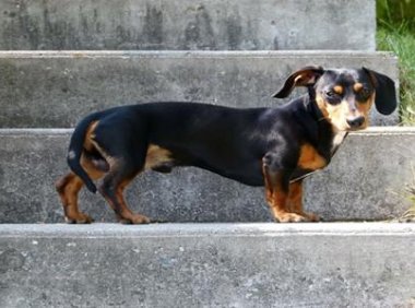 腊肠犬什么颜色价格高，你的是最贵的吗