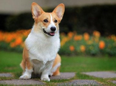 狗能吃海鲜吗?视狗子的情况来定