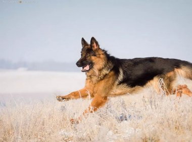 德牧和马犬哪个最忠诚,德牧这次还稳赢?