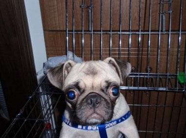 为什么说养两只狗会穷?这只是一种调侃而已