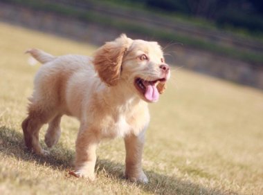 最聪明的狗排名有哪些?看看这些你认识吗