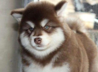 阿拉斯加一天几斤狗粮？别被体型给误会了