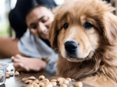 狗狗掉毛厉害是什么引起的