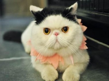 加菲猫吃什么猫粮好？参考标准有以下几点