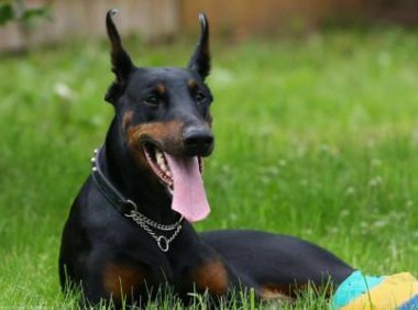 杜宾犬吃什么好?健康的饮食有这些