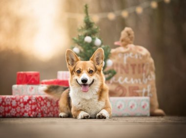 柯基犬掉毛厉害吗?这几大缺点很窒息