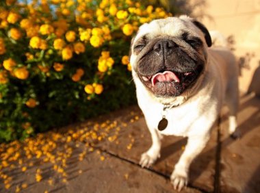 怎么训练巴哥？这几招要学会