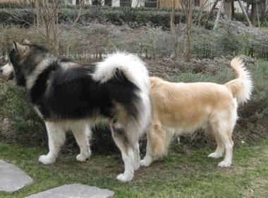 阿拉斯加和金毛哪个好,其实重在你的选择