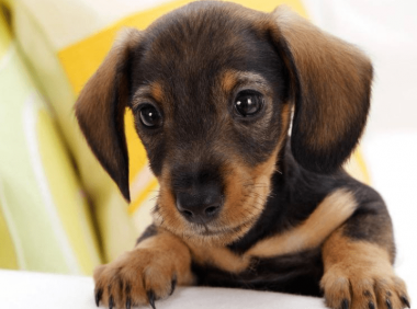 小狗一抽一抽的像打嗝,这种情况怎么办