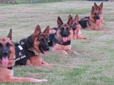 怎么训练德牧?这些方法成效快