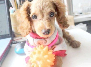 狗吐了怎么办?一定要分析好原因