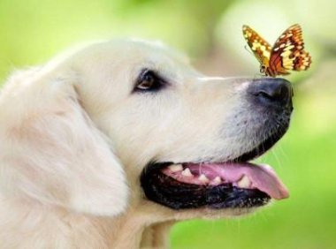 狗是怎么得狂犬病的?做好这些预防很关键