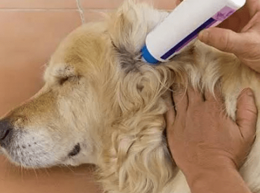 狗得了皮肤病怎么办，教你省钱又简单的方法