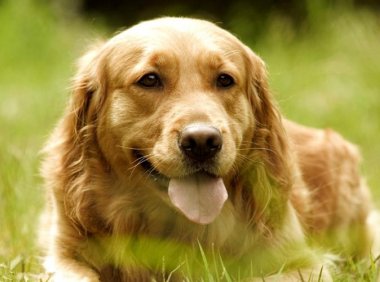 金毛和哈士奇哪个好?旗鼓相当的对比也要看看