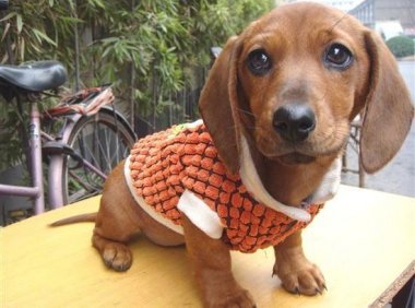 腊肠犬咬人吗?看是什么情况下