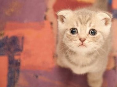 猫可以吃虾吗？答案是显而易见的