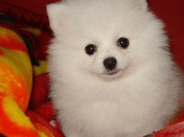 博美拉屎干怎么回事?从这几个方面考虑