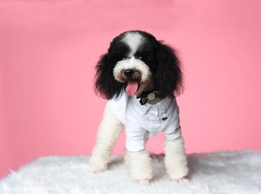 狗狗叫不回来,那是你训练没到位