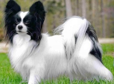 蝴蝶犬聪明吗?可能比二哈聪明点