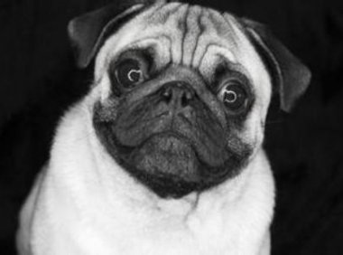 巴哥犬和斗牛犬的区别,不仅仅是外表上