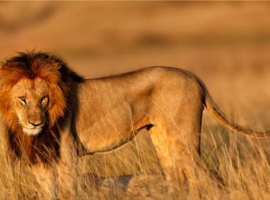 藏獒和狮子谁厉害?实力不在一个层面上