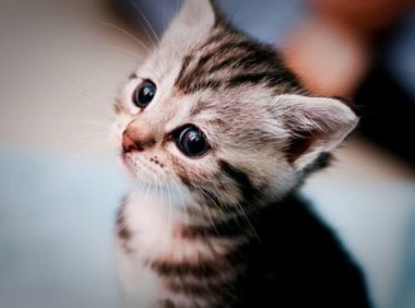 小猫不吃猫粮怎么办？考虑下这些方面的原因