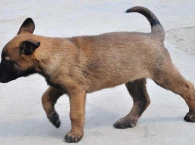 适合马犬狗狗名字大全,随便挑随便选吧