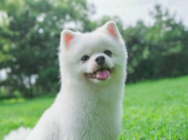 狗狗拉稀呕吐怎么办?找出缘由速度解决