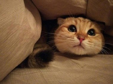 猫可以吃什么,猫粮?狗粮?米饭?