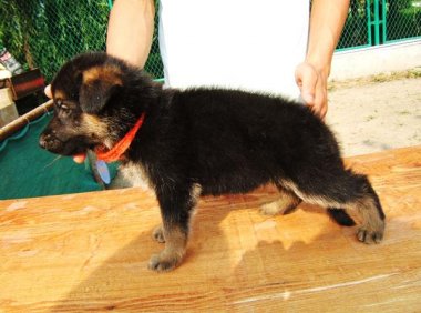 狗狗长跳蚤怎么办?不能让它们肆意妄为