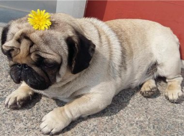 巴哥犬掉毛吗?是否掉毛还要看这些因素