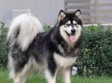 阿拉斯加犬吃什么狗粮好？健康且营养的看过来