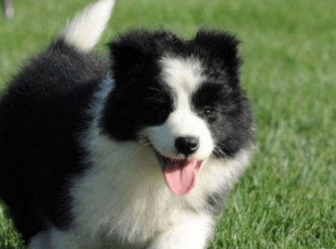 边境牧羊犬咬人吗?是否要人取决于教导