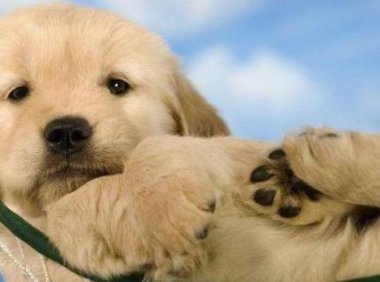 小金毛犬怎么训练?这些方法你会了吗