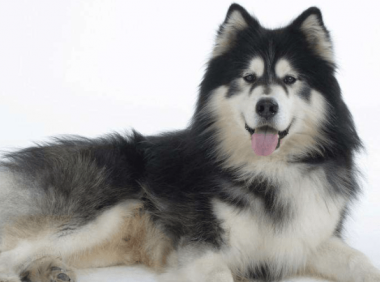 阿拉斯加雪橇犬多少钱,了解套路在购买