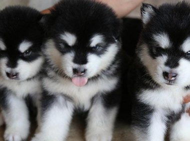阿拉斯加幼犬怎么训练?好方法来教它做狗