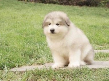 阿拉斯加能活多久?狗狗的年龄基本都差不多