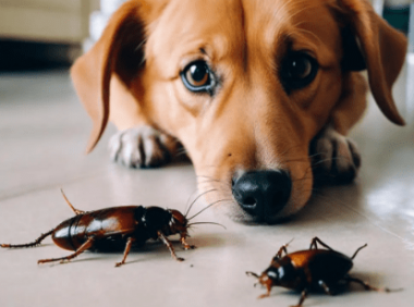 狗吃蟑螂对身体有影响吗