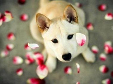 小狗什么时候驱虫,这个就是大致的时间