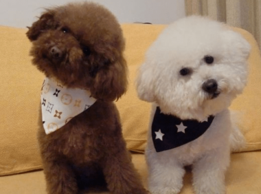 比熊和泰迪哪个好?来对比下各自的优缺点