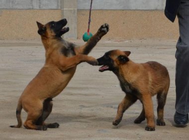 马犬怎么训练不咬人?恶习就要严厉对待