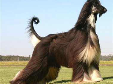 阿富汗猎犬价格，只能说价格不菲