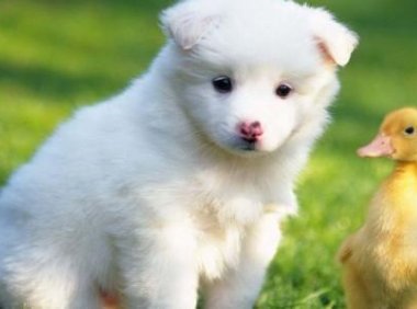 狗会来月经吗?这些知识你需了解下