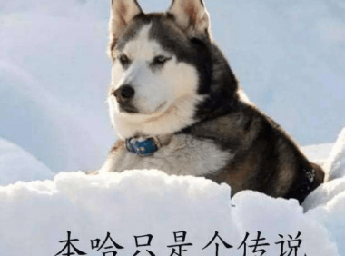 哈士奇性格 戏精的世界